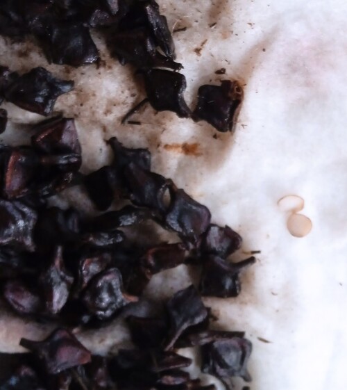 21-AVG-seedsae7f44b1535ba3d8.jpg