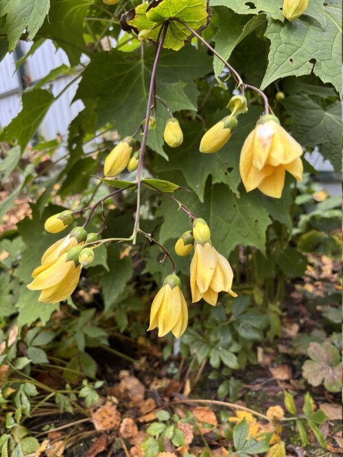 IMG_6267d92d8f746d702cab.jpeg